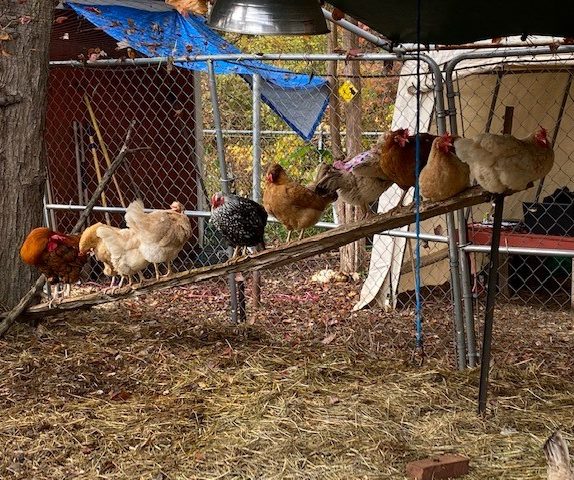 chickens